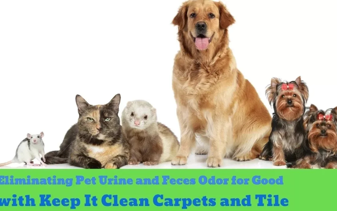 Miami’s Best Carpet Cleaning, Pet Stain, & Odor Removal Service