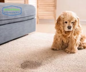 Carpet Cleaning Service in Homestead