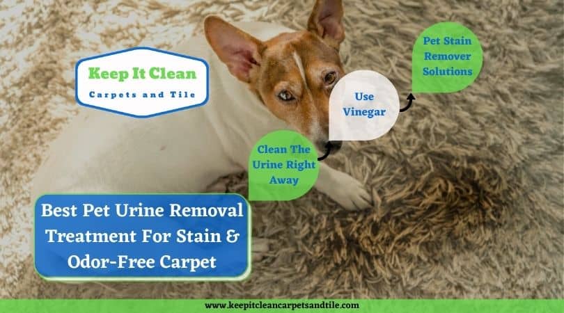 Pet Urine Removal Treatment
