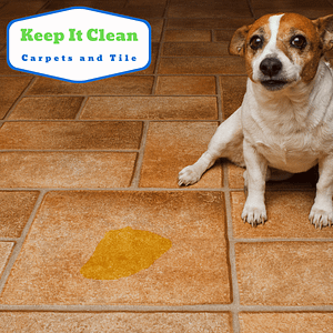 Move In Tile and Grout Cleaning in Kendall